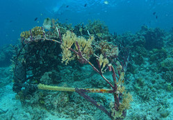 A 3 year old reef platform showing growth