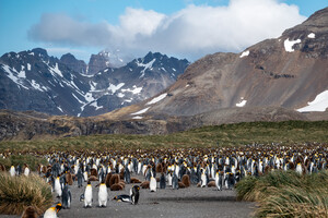 King Penguin