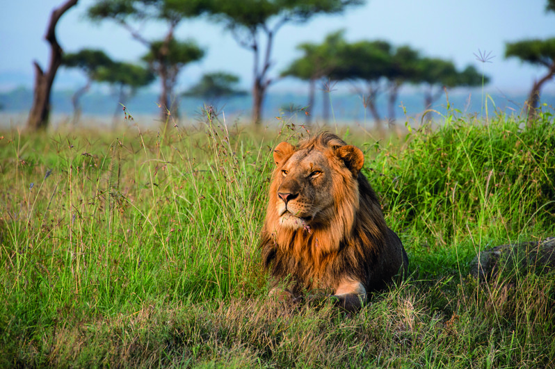 Lion at Madikwe Game Reserve 