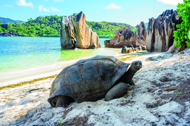 Giant tortoise, Aldabra