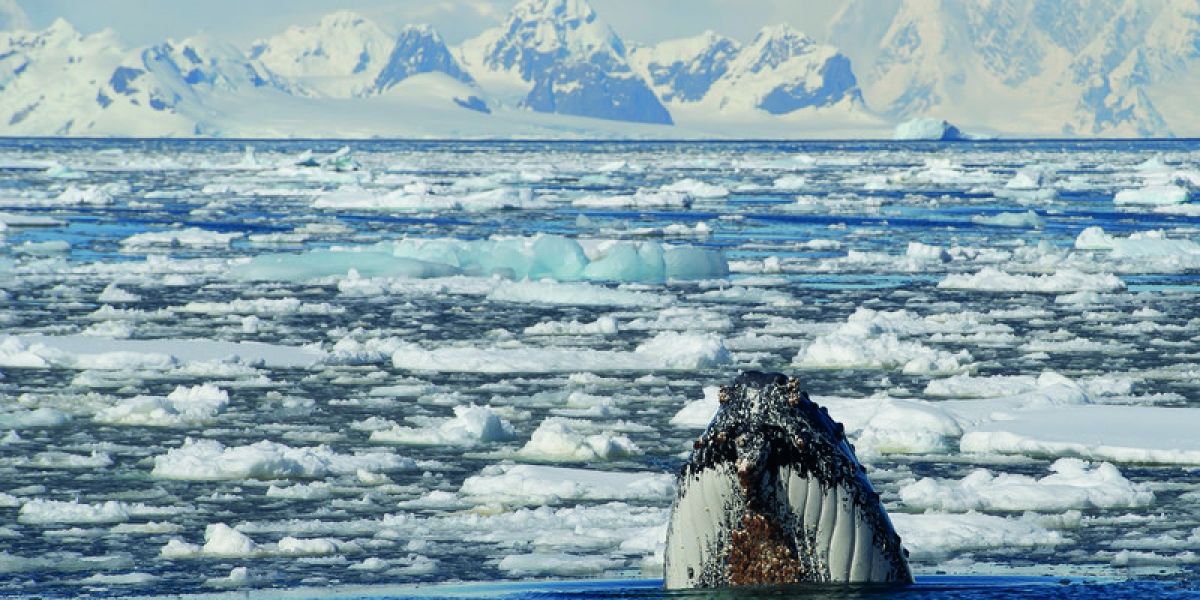 Expedition cruising in Antarctica with Jane Wilson Noble Caledonia