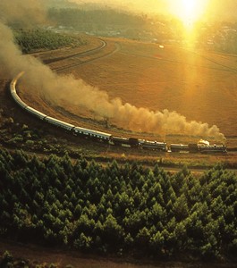 Pride of Africa