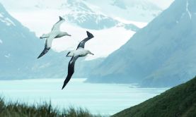 Antarctica, South Georgia & the Falklands - Island Sky