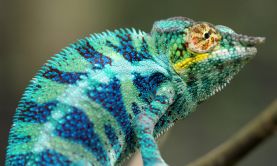 Wonders of Madagascar