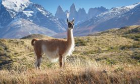 Patagonian Odyssey - 2020