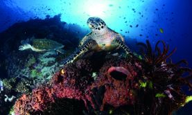 Passage to Papua New Guinea