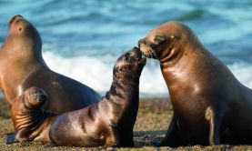 Patagonia & the Total Solar Eclipse
