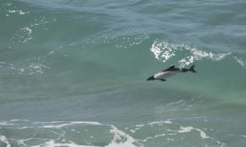 In the Wake of Shackleton