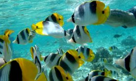Passage through Polynesia