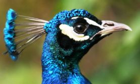 Britain & Ireland in Bloom