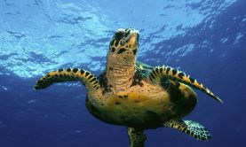 Ancient & Natural Wonders of Central America