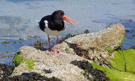 Islands on the Edge - 2020