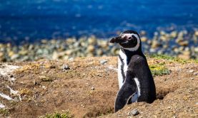 Passage to Patagonia & the Chilean Fjords