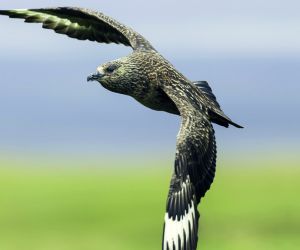 Great Skua