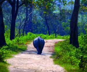 Kaziranga National Park