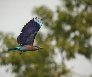 Indian Roller