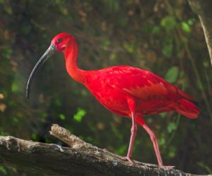 Scarlet ibis