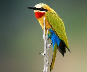 Bee-eater