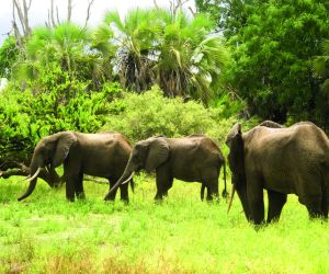 Elephants, Selous Game Reserve