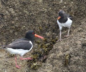Oystercatchers