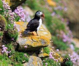 Puffin, Fair Isle