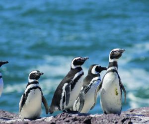 Magellanic Penguins