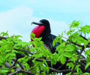 Frigate bird