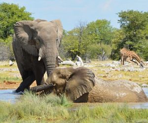 Elephants at a waterhole, Etosha National Park