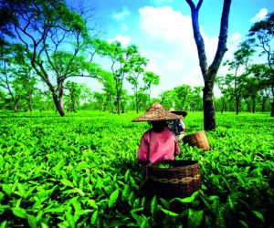 Tea garden, Brahmaputra River Valley