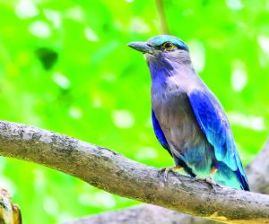 Colourful Indian Roller