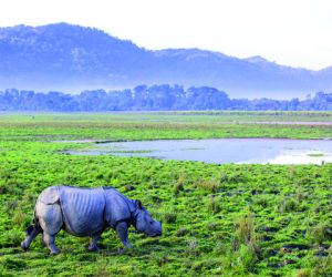 One Horned Rhino