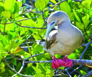 Red footed Boobie