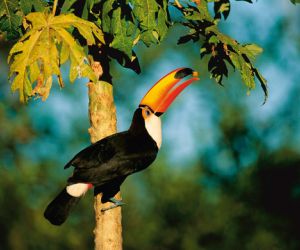 Toucan