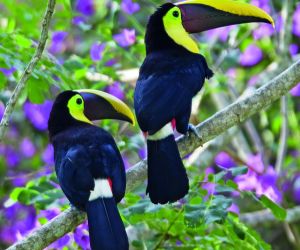 Chestnut-mandibled Toucans