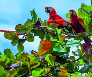 Red macaws