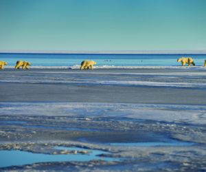 Polar bears, Beaufort Sea