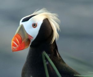 Tufted Puffin