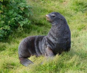 Northern Fur Seal