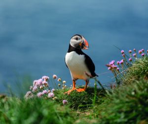 Puffin