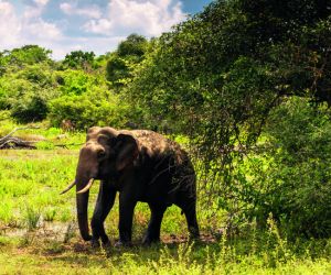 Elephant, Yala National Park