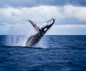 Humpback whale