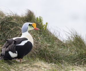 Eider duck