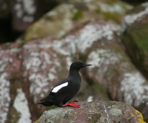 Black Guillemot