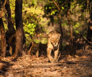 Lions in Gir National Park