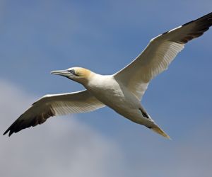 Northern Gannet