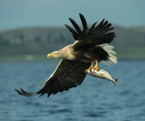 White-tailed sea eagle