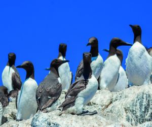 Guillemots