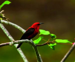 Micronesian myzomela