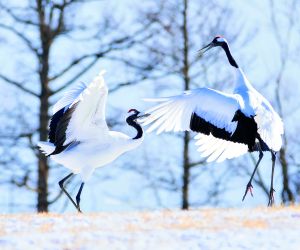 Red-crowned cranes, Kushiro Marshlands