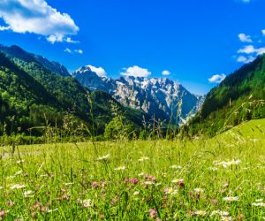 Wild flowers in the Logarska Valley meadows